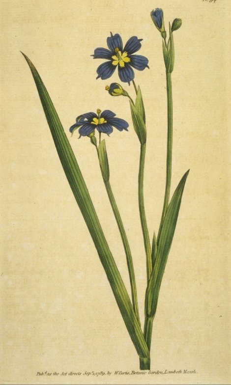 Sisyrinchium iridioides - Curtis's Botanical