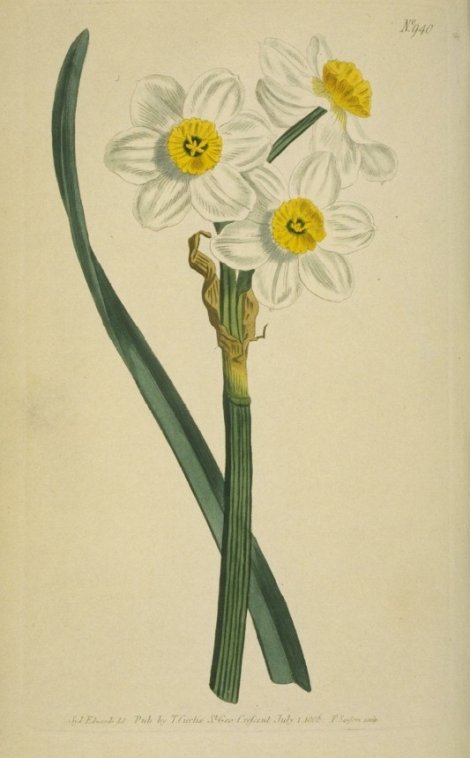 Narcissus trewianus - Curtis's Botanical