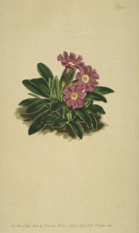 Primula integrifolia - Curtis's Botanical