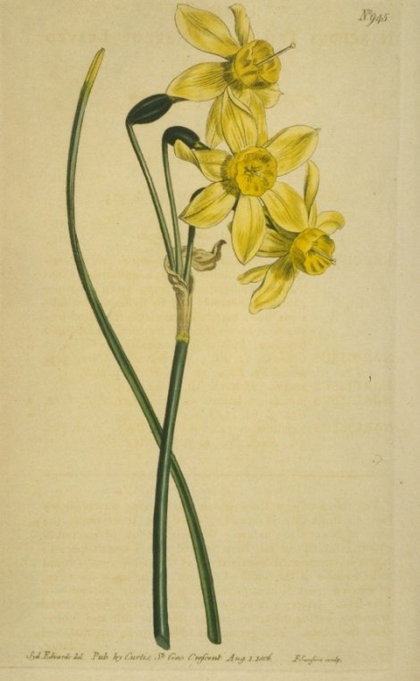 Narcissus nutans - Curtis's Botanical