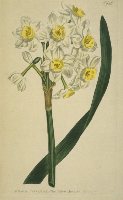 Narcissus tazetta - Curtis's Botanical