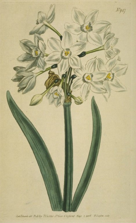 Narcissus papyraceus - Curtis's Botanical