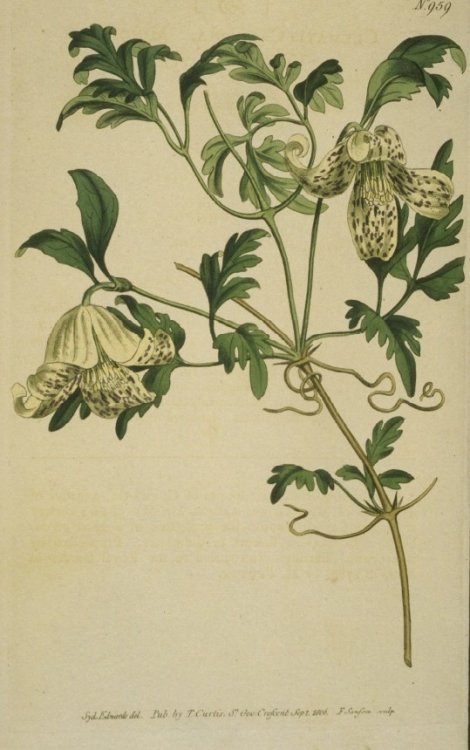 Clematis cirrhosa (var. balearica) - Curtis's Botanical