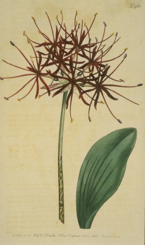 Haemanthus multiflorus - Curtis's Botanical