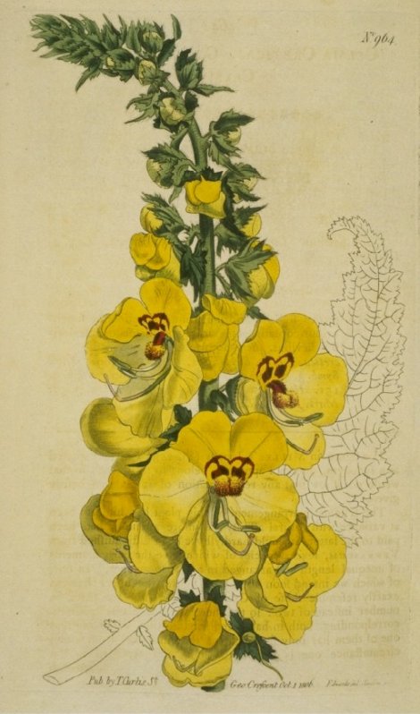 Celsia cretica - Curtis's Botanical