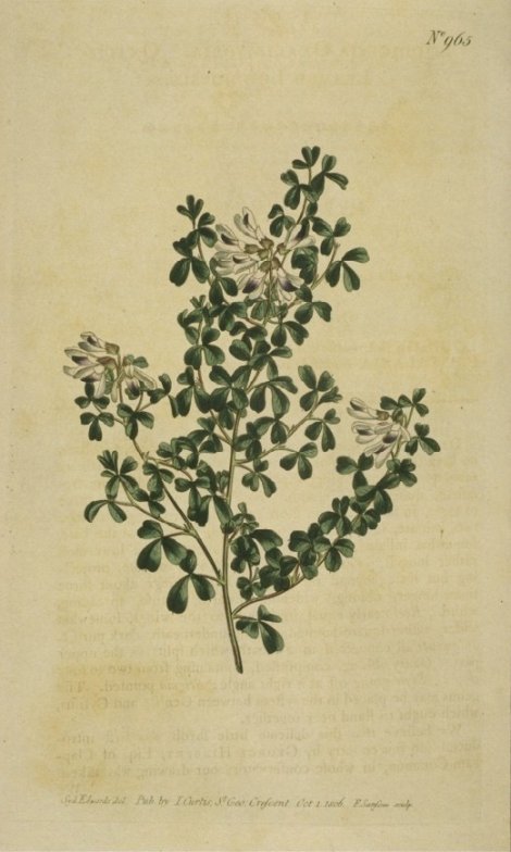 Loddigesia oxalidifolia - Curtis's Botanical