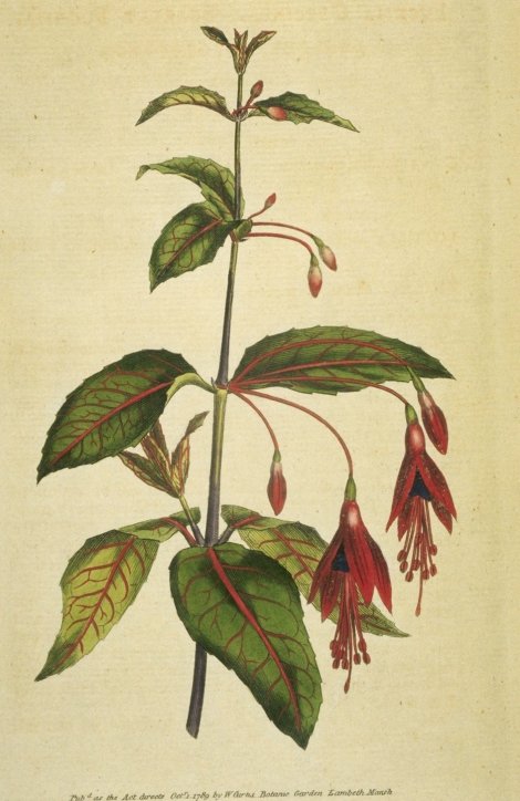 Fuchia magellanica macrostema - Curtis's Botanical