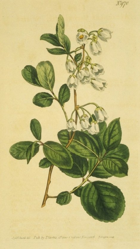 Zenobia pulverulenta nuda - Curtis's Botanical