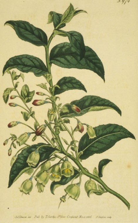 Vaccinium arctostaphylos - Curtis's Botanical