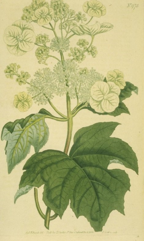 Hydrangea quercifolia - Curtis's Botanical