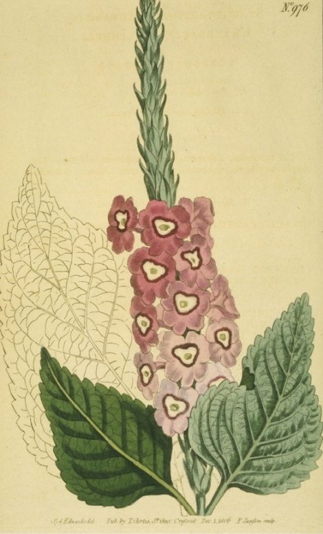 Stachytarpheta mutablilis - Curtis's Botanical