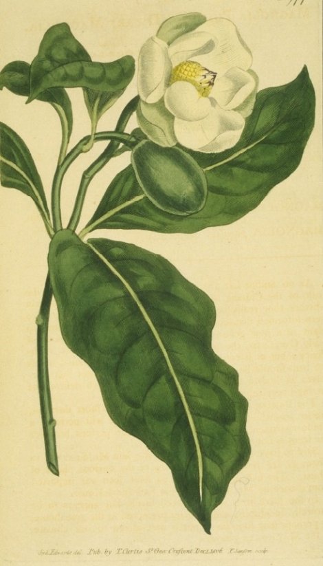 Magnolia coco - Curtis's Botanical