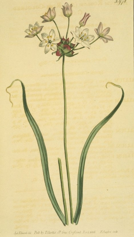 Allium roseum bulbiferum - Curtis's Botanical