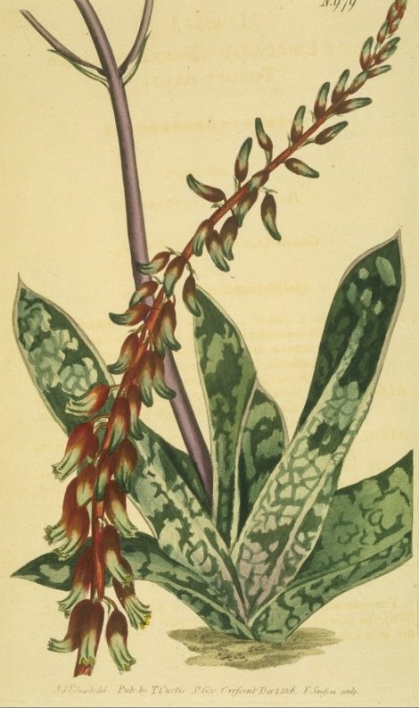 Gasteria bicolor - Curtis's Botanical