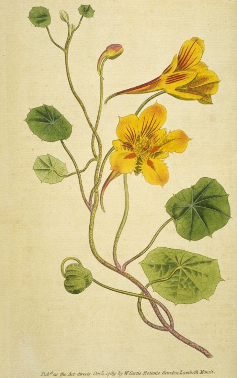 Tropaeolum minus - Curtis's Botanical