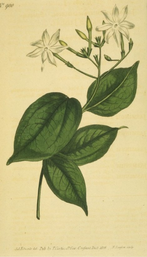 Jasminum simpicifolium - Curtis's Botanical