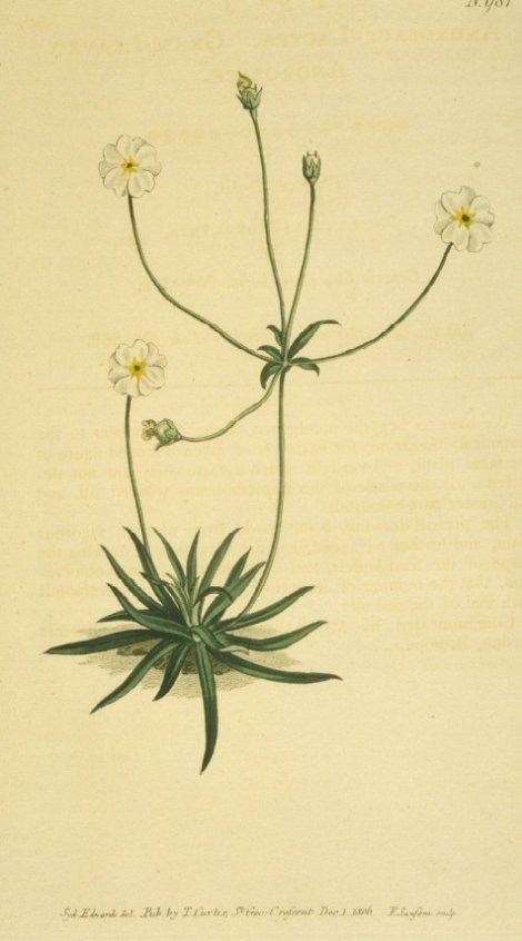 Androsace lactea - Curtis's Botanical