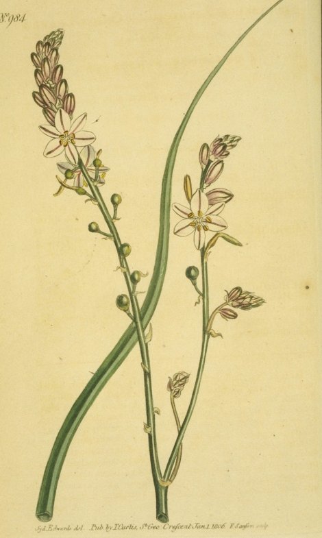 Asphodelus fistulosus - Curtis's Botanical