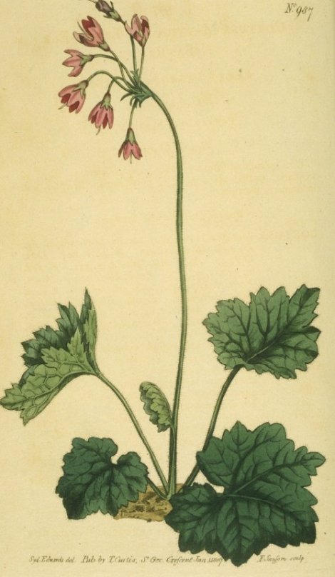 Cortusa matthioli - Curtis's Botanical