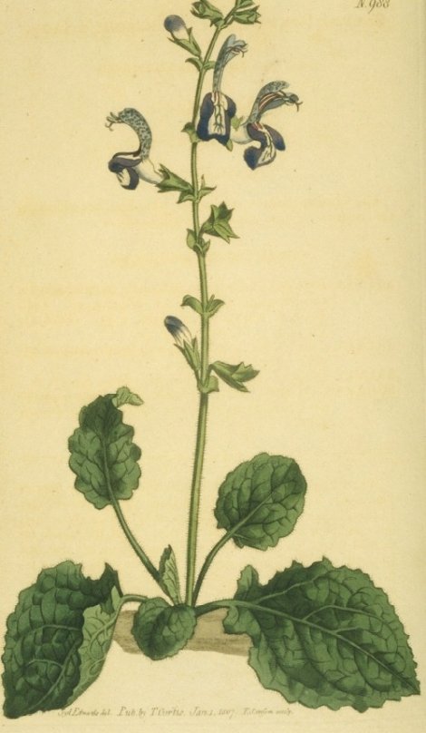 Salvia forskohlei - Curtis's Botanical