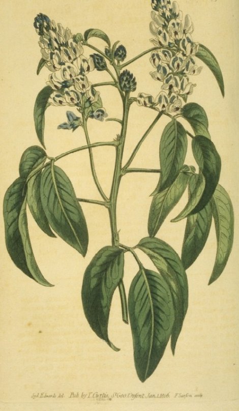 Psoralea glandulosa - Curtis's Botanical