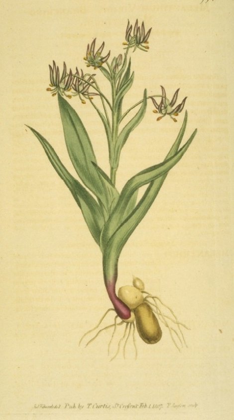 Ornithoglossum viride - Curtis's Botanical