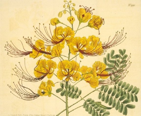 Caesalpinia pulcherrima - Curtis's Botanical