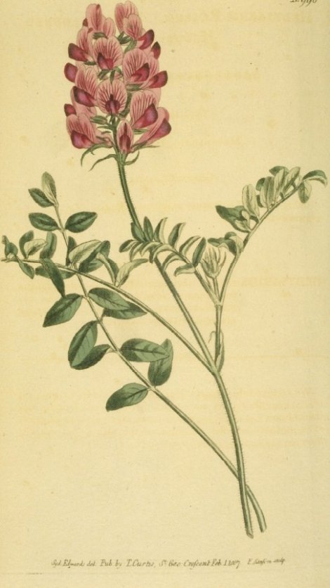Hedysarum - Curtis's Botanical