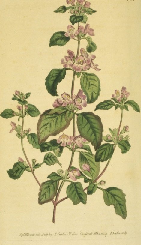 Calamintha caroliniana - Curtis's Botanical