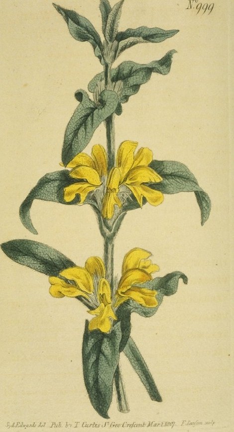 Phlomis lychnitis - Curtis's Botanical