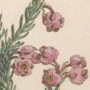 Arbutus Flowered Heath