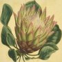 Artichoke Flowered Protea
