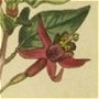 Box Thorn Fuchsia