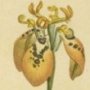 Brown Flowered Moraea