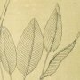 Canna Leaved Strelitzia, Bird of Paradise, Crane Flower