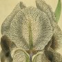 Chalcedonian Iris