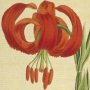 Chalcedonian Lily, Scarlet Martagon