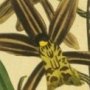 Chinese Epidendrum