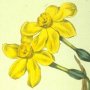 Common Jonquil, Daffodil