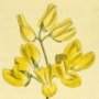 Common Laburnum, Scotch Laburnum, Alpine Golden Chain