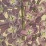 Common Liac, Lilac