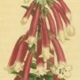 Crimson Epacris, Australian Heath, Fuchsia Heath
