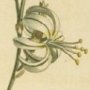 Curled Flowered Anthericum