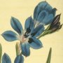 Dark Blue Flowered Upright Babiana