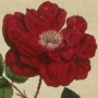 Ever Blowing Rose, China Rose, Bengal Rose