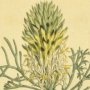Fennel Leaved Protea, Conesticks