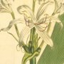 Few Flowered West Indian Crinum, Florida Swamp Lily, Southern Swamp Crinum