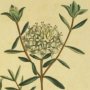 Flax Leaved Pimelea, Rice Flower