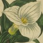 Funnel Flowered Trillium, Wood Lily, Birthroot, Wake Robin, Stinking Benjamin