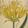Golden Amaryllis, Golden Hurricane Lily, Golden Spider Lily